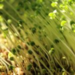 Lush green microgreens sprouting under sunlight, highlighting fresh growth and organic gardening.