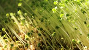 Lush green microgreens sprouting under sunlight, highlighting fresh growth and organic gardening.
